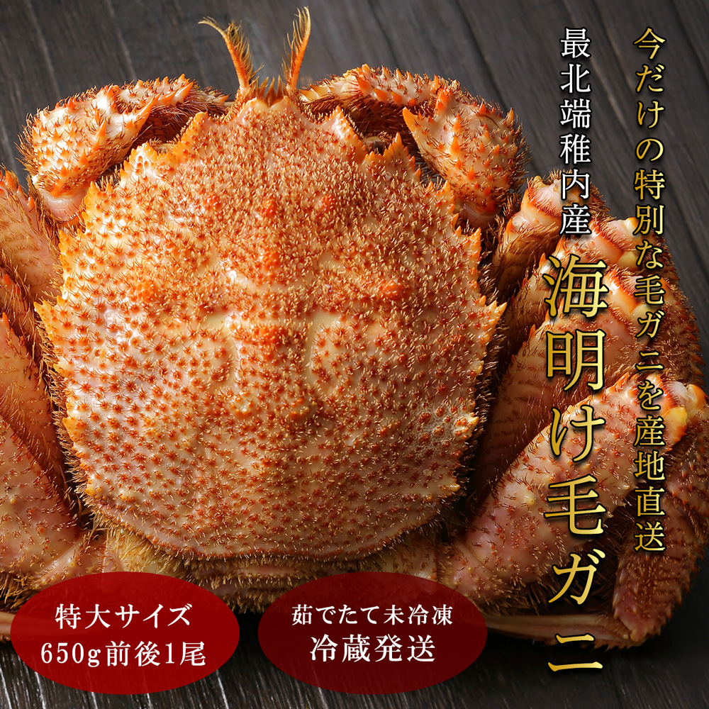 【未冷凍・冷蔵発送】2026年新物 最北端稚内産海明け毛ガニ650グラム×1尾（水揚げ後発送）