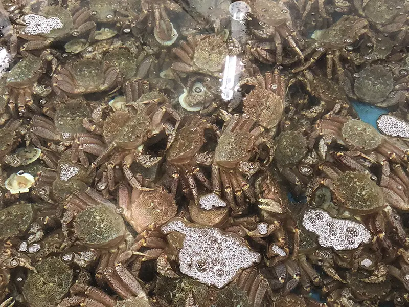 水槽で選別を待つ活きた毛ガニ