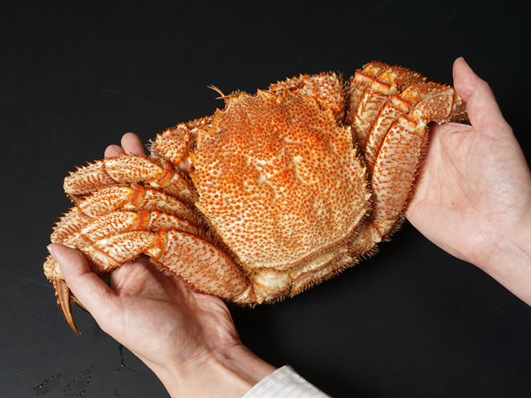 両手からはみ出すほど大きな毛ガニ