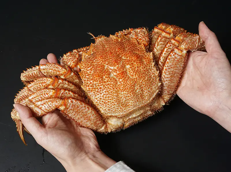 両手で持ち上げた毛ガニの大きさ比較