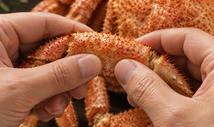毛ガニの脚を両手の親指で押して弾力を確認する様子