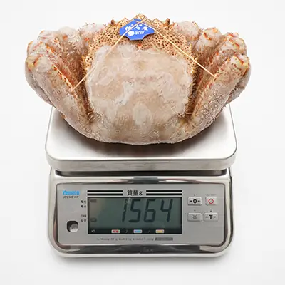 超超特大サイズ1kg毛ガニの冷凍状態、撮影個体の実測値1564g