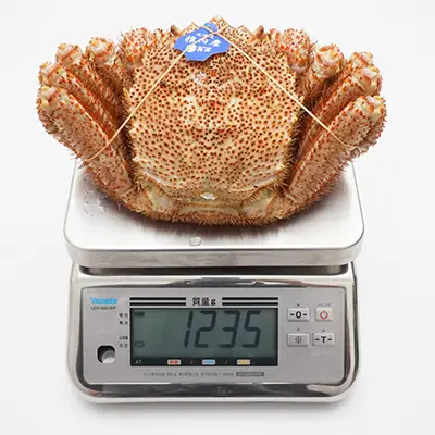 超超特大サイズ1kg毛ガニの解凍状態、撮影個体の実測値1235g