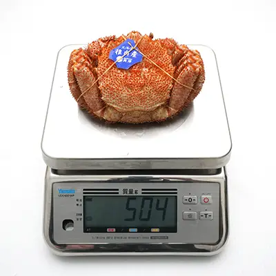標準サイズ500g毛ガニの解凍状態、撮影個体の実測値504g