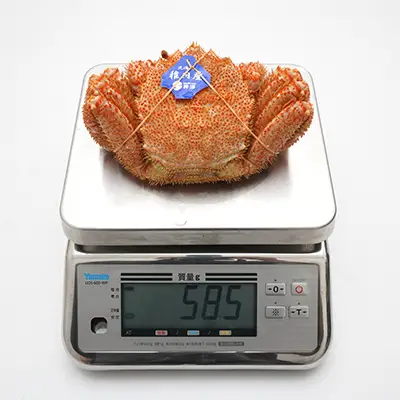 大サイズ570g毛ガニの解凍状態、撮影個体の実測値585g