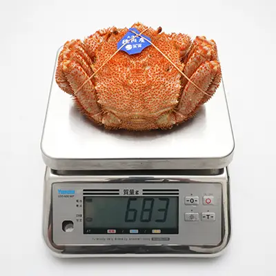 特大サイズ660g毛ガニの解凍状態、撮影個体の実測値683g