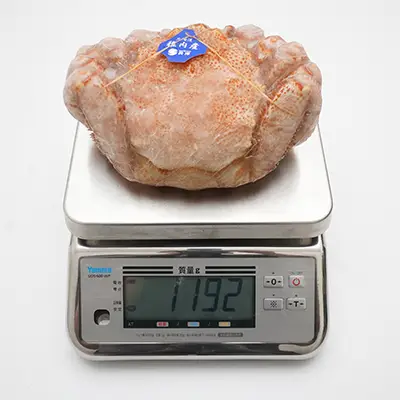 超特大サイズ800g毛ガニの冷凍状態、撮影個体の実測値1192g