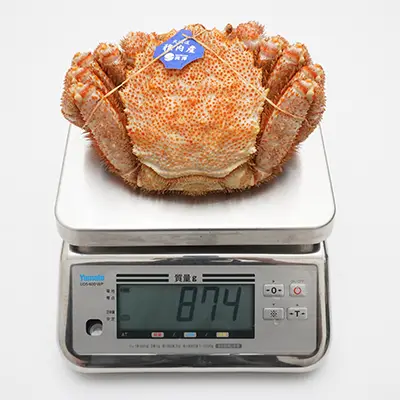 超特大サイズ800g毛ガニの解凍状態、撮影個体の実測値844g