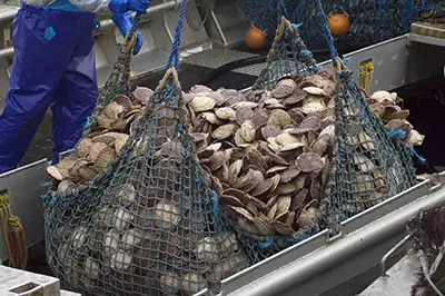 北海道産ほたて貝柱