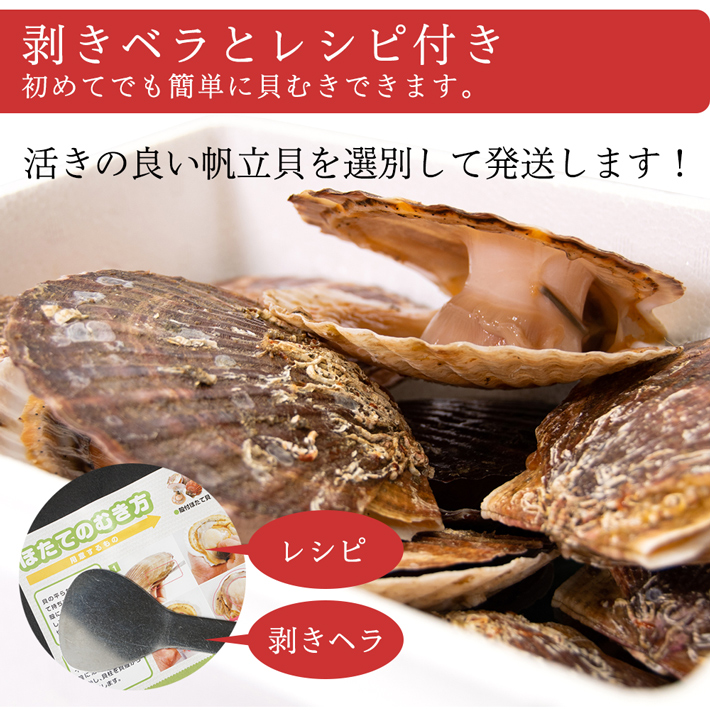 北海道猿払産の活帆立貝