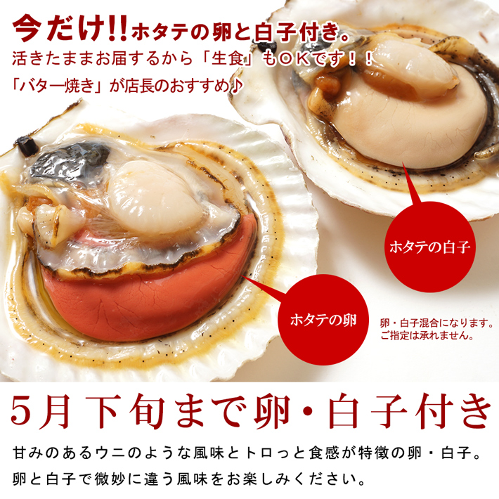 北海道の旬な時期の美味しいホタテ貝