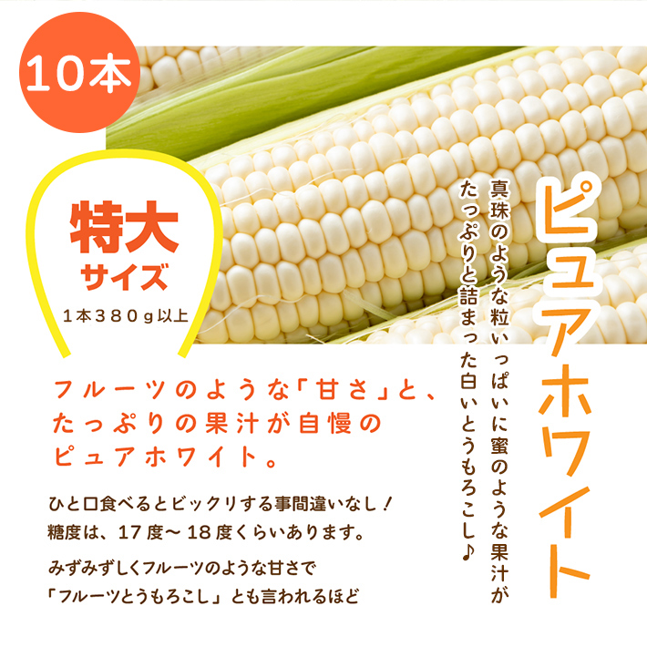 全ての とうもろこし 生で食べれる白いトウモロコシ 北海道富良野産 ピュアホワイト ２Ｌサイズ １０本入 日時指定不可