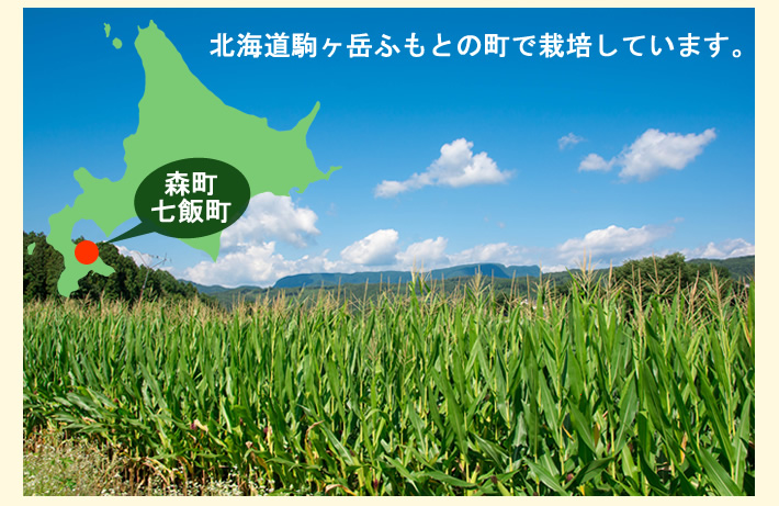 予約受付中 完熟朝もぎ直送北海道産ピュアホワイト大サイズ400g前後 8本 鮮 彩くらぶ 稚内ブランド 公認 ネットショップ