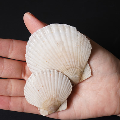 【同梱におすすめ】北海道産ホタテ稚貝 業務用1キロ袋 いろいろ使える便利食材
