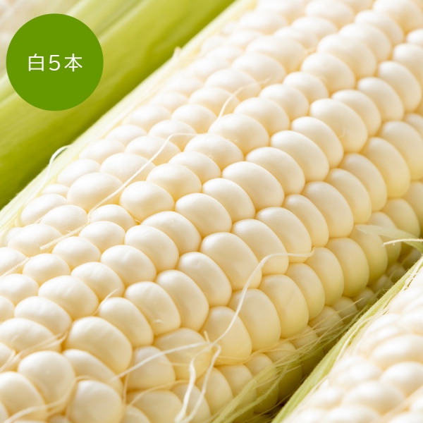 北海道産とうもろこし食べ比べセット 黄色5本+ホワイト5本(合計10本約4キロ)8月16日以降発送